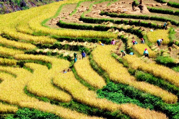 Lưu ý quan trọng khi đi du lịch Hà Giang mùa lúa chín Lưu ý quan trọng khi đi du lịch Hà Giang mùa lúa chín