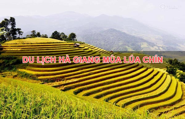 Mùa lúa chín được xem là mùa đẹp nhất trên Hà Giang Mùa lúa chín được xem là mùa đẹp nhất trên Hà Giang
