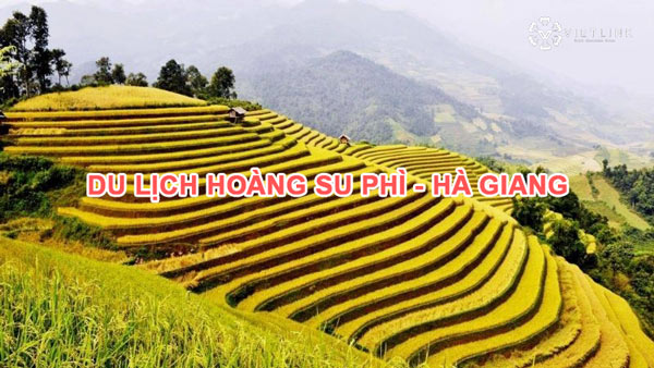 Địa điểm du lịch Hoàng Su Phì - Hà Giang với những ruộng bậc thang siêu đẹp