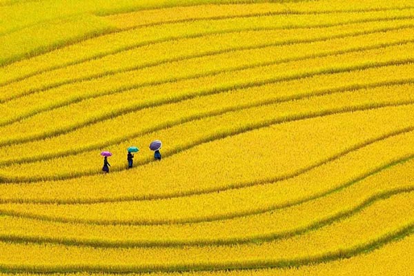 Mùa lúa chín vàng rực rỡ du lịch hà giang tháng mấy đẹp