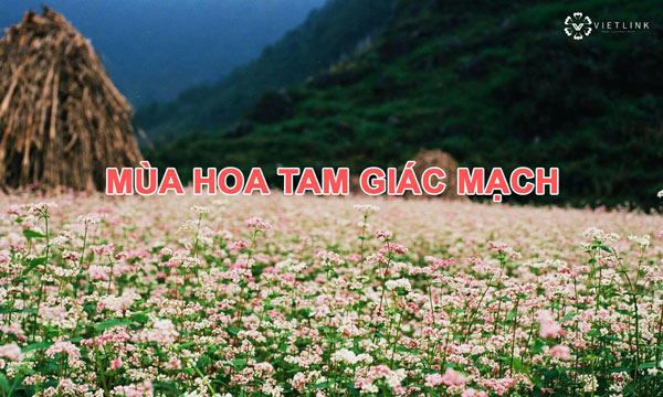 Vẻ đẹp khó cưỡng của Hoa Tam Giác Mạch tại Hà Giang