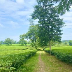 Tour Hà Nội - Tà Xùa 2n1đ