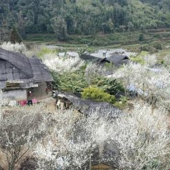 Tour Hà Nội - Bắc Hà - Tả Van Chư 2n1đ