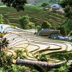 Tour Hà Nội - Bắc Hà - Tả Van Chư 2n1đ