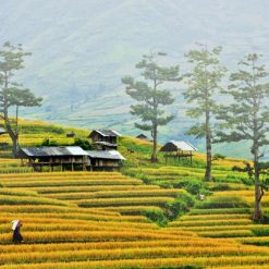 Tour Hà Nội - Mộc Châu 2n1đ