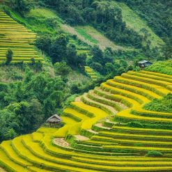 Tour Hà Nội - Mù Cang Chải - Trạm Tấu 3N2Đ