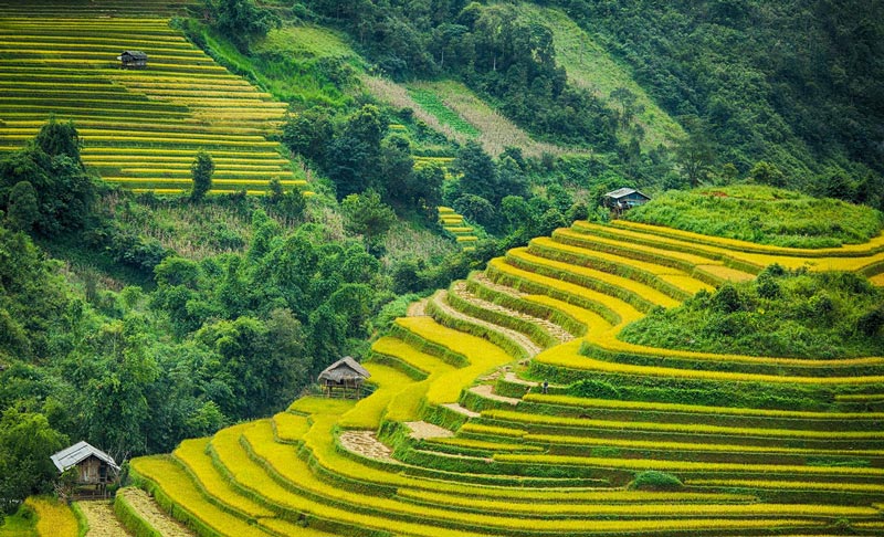 Tour Hà Nội - Mù Cang Chải - Trạm Tấu 3N2Đ Tour Hà Nội - Mù Cang Chải - Trạm Tấu 3N2Đ